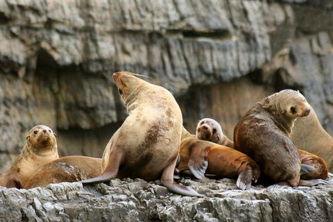 3-Hour Tasman Peninsula Wilderness Cruise From Port Arthur - Sunshine Coast Tourism 3