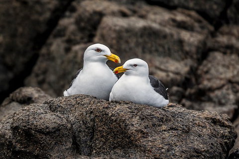 Hobart Sightseeing Cruise Including Iron Pot Lighthouse - Holiday Sunshine Coast 4