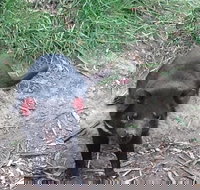 South East Food Sightseeing Private Tour with the Tasmanian Devil Unzoo - Holiday Sunshine Coast