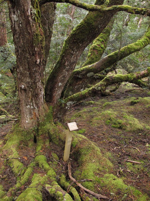 Cradle Mountain National Park Day Tour From Launceston - Holiday Sunshine Coast 16