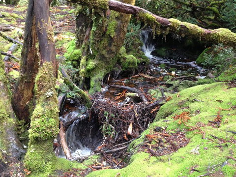 Cradle Mountain National Park Day Tour From Launceston - Holiday Sunshine Coast 7