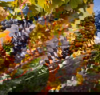 Half Day Tamar Valley Wine Tour - Sunshine Coast Tourism