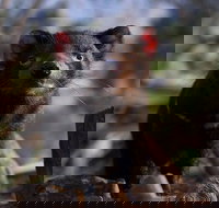 Mt. Field National Park and Bonorong Wildlife Park - Sunshine Coast Tourism