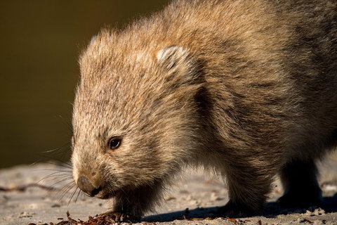 8-Day Tasman Wildlife And Wilderness Encounter Including Accommodation - Holiday Sunshine Coast 1