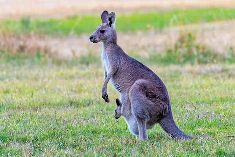 Bonorong Wildlife Park, Richmond Village, Hobart Highlights - Sunshine Coast Tourism 0