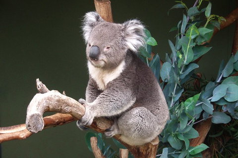 Bonorong Wildlife Park, Richmond Village, Hobart Highlights - Sunshine Coast Tourism 4