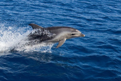 Wineglass Bay Cruise From Coles Bay - Sunshine Coast Tourism 3