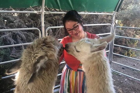 Farm Visit - Holiday Sunshine Coast 1