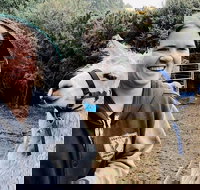 Farm Visit - Holiday Sunshine Coast