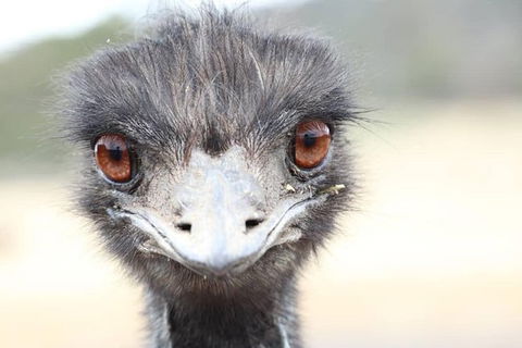ZOODOO ZOO Tour, Meet The Famous Tasmanian Devil, Cuddle A Kangaroo, Feed A Lion - Holiday Sunshine Coast 1