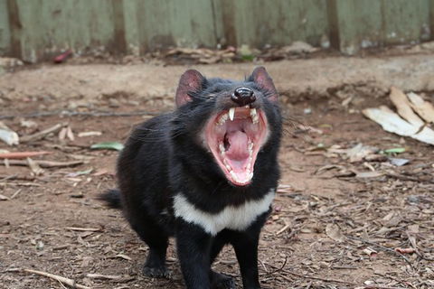 ZOODOO ZOO Tour, Meet The Famous Tasmanian Devil, Cuddle A Kangaroo, Feed A Lion - Holiday Sunshine Coast 0