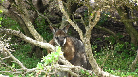 Kangaroo Island In A Day Tour From Adelaide - Holiday Sunshine Coast 23