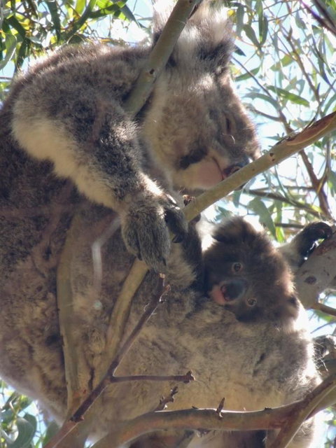 Kangaroo Island In A Day Tour From Adelaide - Holiday Sunshine Coast 16