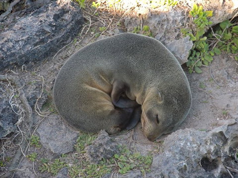 Kangaroo Island In A Day Tour From Adelaide - Holiday Sunshine Coast 12