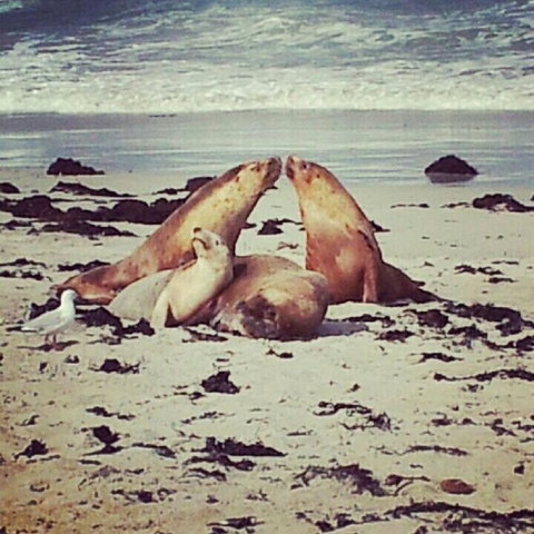 Kangaroo Island In A Day Tour From Adelaide - Holiday Sunshine Coast 24