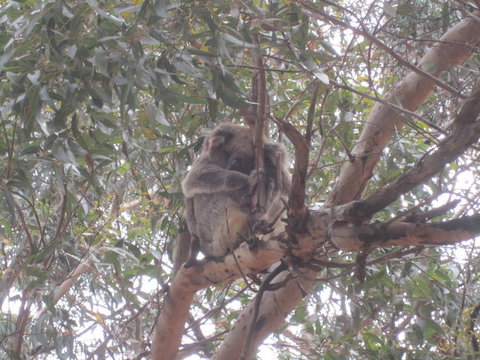 Kangaroo Island In A Day Tour From Adelaide - Holiday Sunshine Coast 22