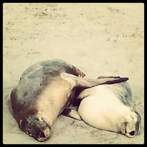 Kangaroo Island In A Day Tour From Adelaide - Holiday Sunshine Coast 25