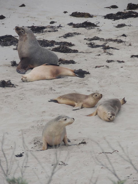 Kangaroo Island In A Day Tour From Adelaide - Holiday Sunshine Coast 15