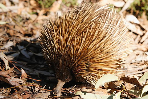 Kangaroo Island In A Day Tour From Adelaide - Holiday Sunshine Coast 29
