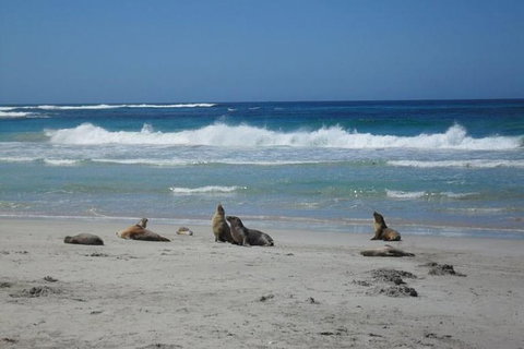 Kangaroo Island In A Day Tour From Adelaide - Holiday Sunshine Coast 26