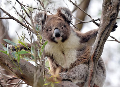 Kangaroo Island In A Day Tour From Adelaide - Holiday Sunshine Coast 27
