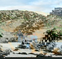 Small-Group Kangaroo Island 4WD Tour from Adelaide - Holiday Sunshine Coast