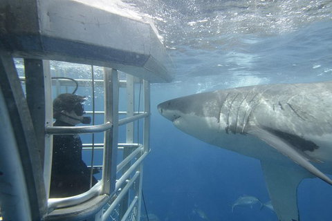 White Shark Tour With Optional Cage Dive From Port Lincoln - Holiday Sunshine Coast 1