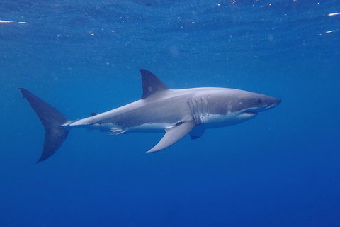 White Shark Tour With Optional Cage Dive From Port Lincoln - Holiday Sunshine Coast 5