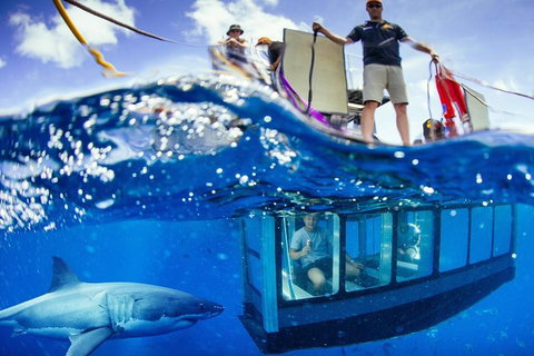 White Shark Tour With Optional Cage Dive From Port Lincoln - Holiday Sunshine Coast 3