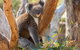 Mount Lofty Hike And Cleland Wildlife Park Day Trip From Adelaide - thumb 4