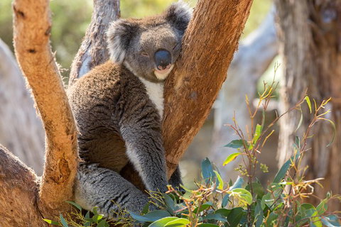 Mount Lofty Hike And Cleland Wildlife Park Day Trip From Adelaide - Holiday Sunshine Coast 4