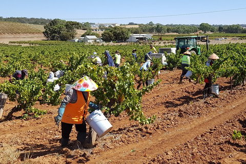 Clare Valley Intimate Winery Tour By Private Limo From Adelaide - Holiday Sunshine Coast 2