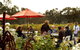 Clare Valley Intimate Winery Tour By Private Limo From Adelaide - thumb 4