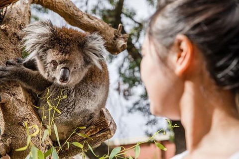 Adelaide Zoo Behind The Scenes Experience: Koala Encounter - Sunshine Coast Tourism 0