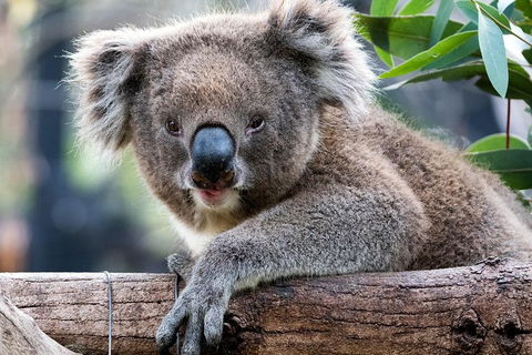 Adelaide Zoo Behind The Scenes Experience: Koala Encounter - Sunshine Coast Tourism 1