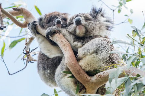 Adelaide To Melbourne 3-Day Trip Through Grampians And Great Ocean Road - Sunshine Coast Tourism 1