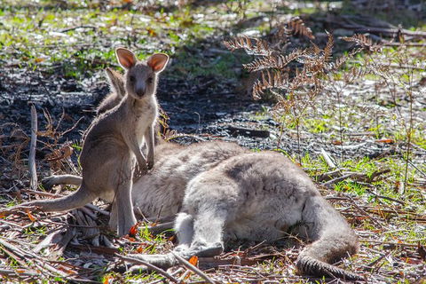 Adelaide To Melbourne 3-Day Trip Through Grampians And Great Ocean Road - Sunshine Coast Tourism 5
