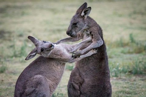 Adelaide To Melbourne 3-Day Trip Through Grampians And Great Ocean Road - Sunshine Coast Tourism 10
