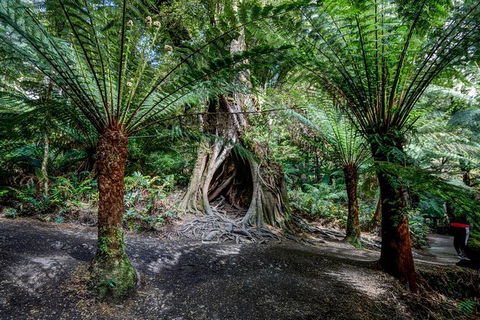 Adelaide To Melbourne 3-Day Trip Through Grampians And Great Ocean Road - Sunshine Coast Tourism 4