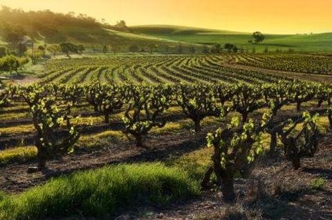 Adelaide Super Saver: Adelaide City Sightseeing Tour Plus Barossa Valley And Hahndorf Tour - Sunshine Coast Tourism 1