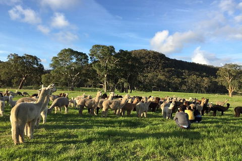 Alpaca Farm 2 Hour Tour - Sunshine Coast Tourism 0