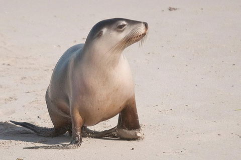 2-Day Kangaroo Island Tour From Adelaide - Sunshine Coast Tourism 1
