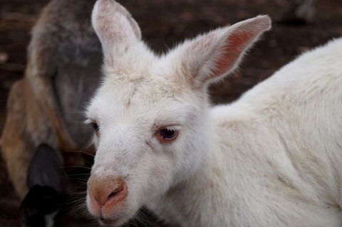 2-Day Kangaroo Island Tour From Adelaide - Sunshine Coast Tourism 16