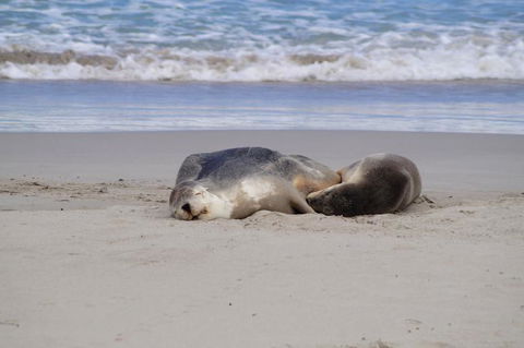 2-Day Kangaroo Island Tour From Adelaide - Sunshine Coast Tourism 18