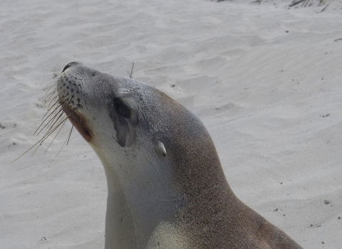 2-Day Kangaroo Island Tour From Adelaide - Sunshine Coast Tourism 9