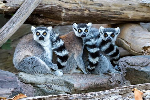 Adelaide Zoo Behind The Scenes Experience: Lemur Feeding - Sunshine Coast Tourism 1