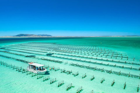 Experience Coffin Bay Short And Sweet Oyster Farm Tour - Holiday Sunshine Coast 5