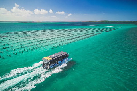 Experience Coffin Bay Short And Sweet Oyster Farm Tour - Holiday Sunshine Coast 2