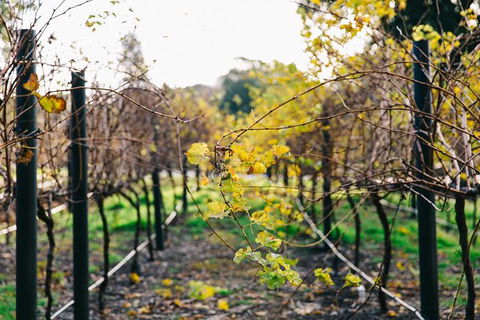 Australian Wine Discovery Tour Ticket - Sunshine Coast Tourism 4