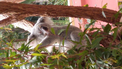 Croc Express To Australia Zoo From Brisbane - Sunshine Coast Tourism 3